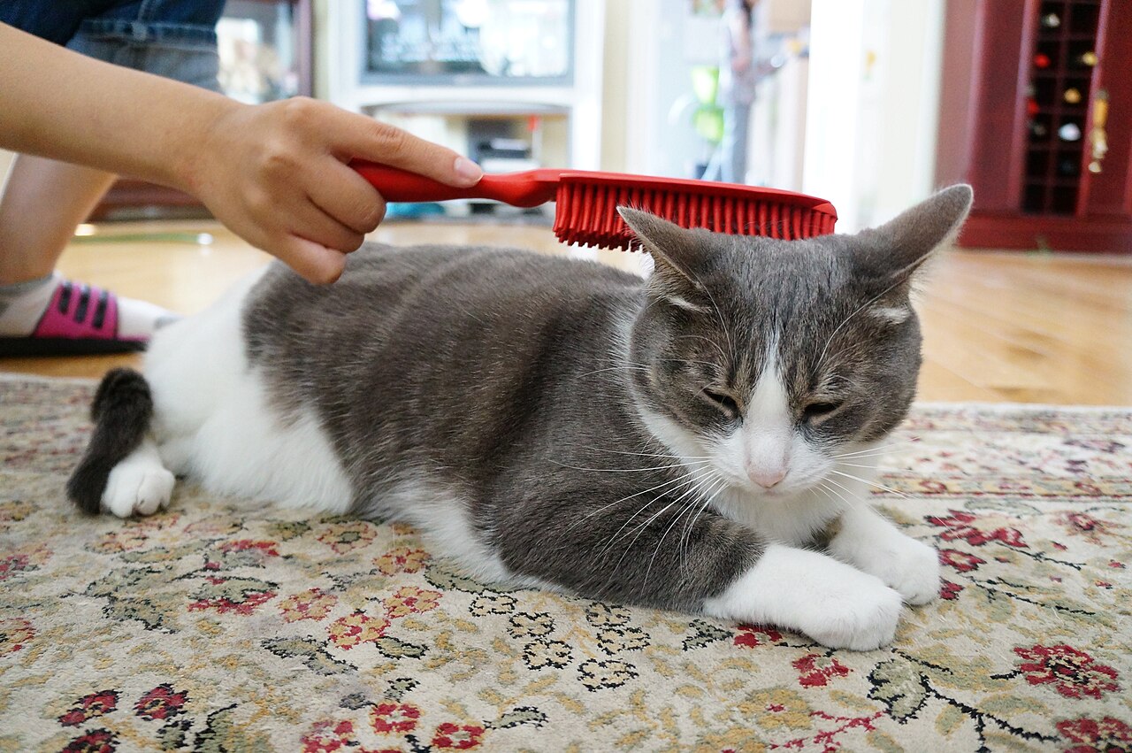 赤いブラシで背中をとかされる灰白の猫（素材写真）