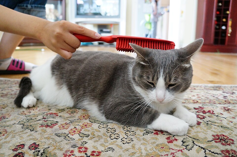 ブラッシングを受ける猫。紹介するペットティーザー本体の写真ではありません