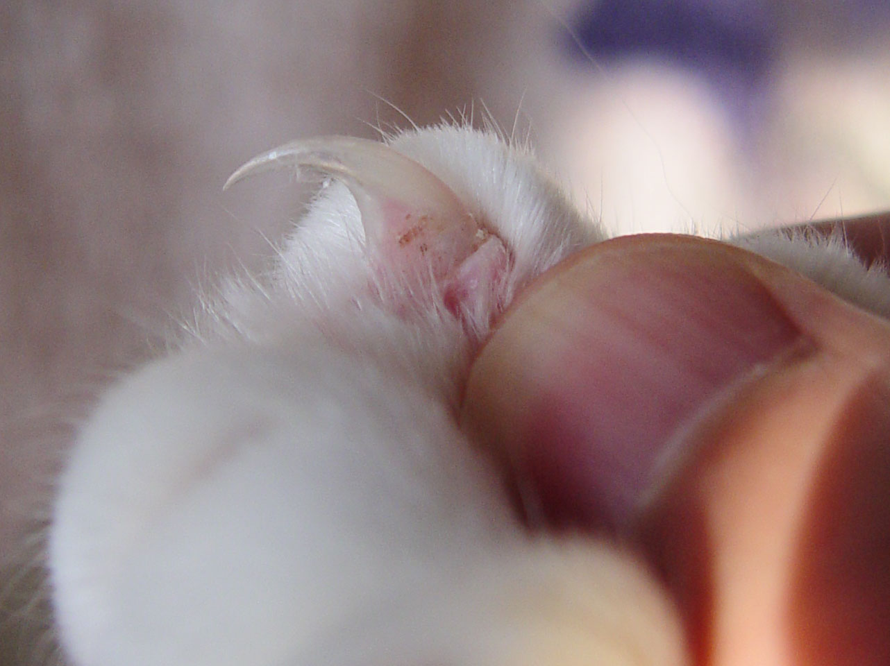 猫の爪の透明な先端とピンク色の部分が見える素材写真