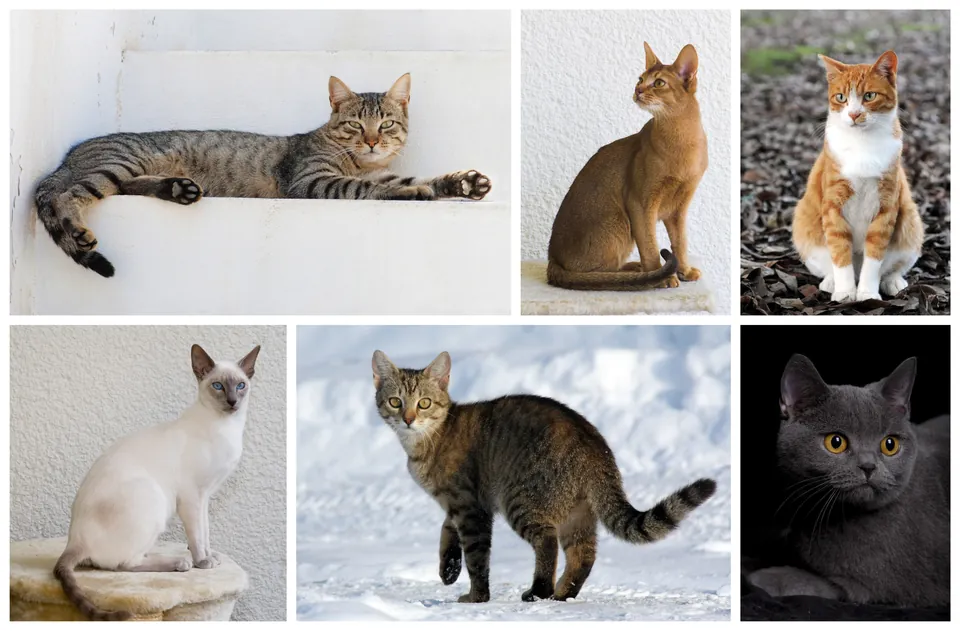 毛色の異なる6匹の猫の写真（素材写真のコラージュ）