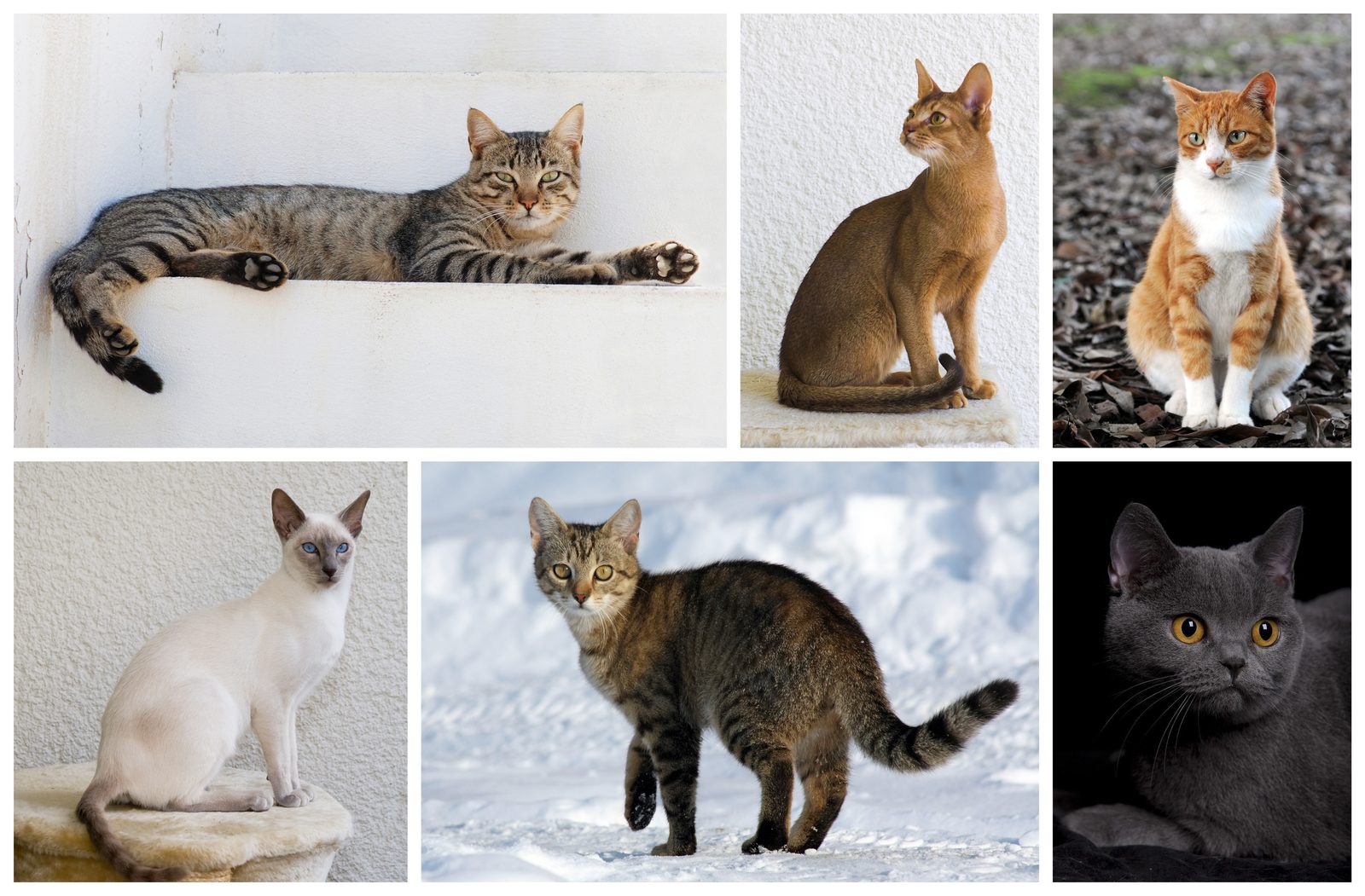 毛色の異なる6匹の猫の写真（素材写真のコラージュ）
