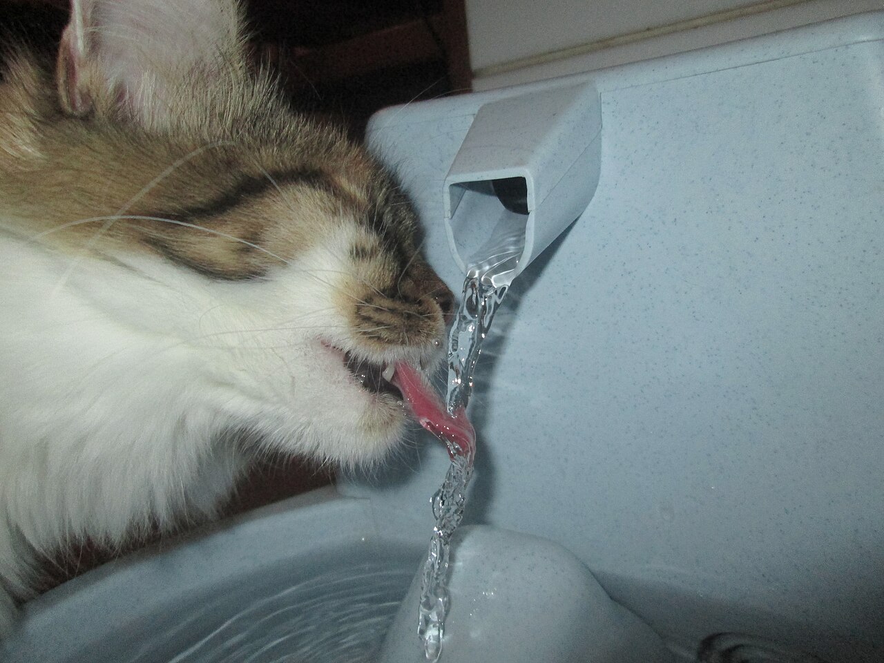 室内の流水式の器から水を飲む猫（素材写真）