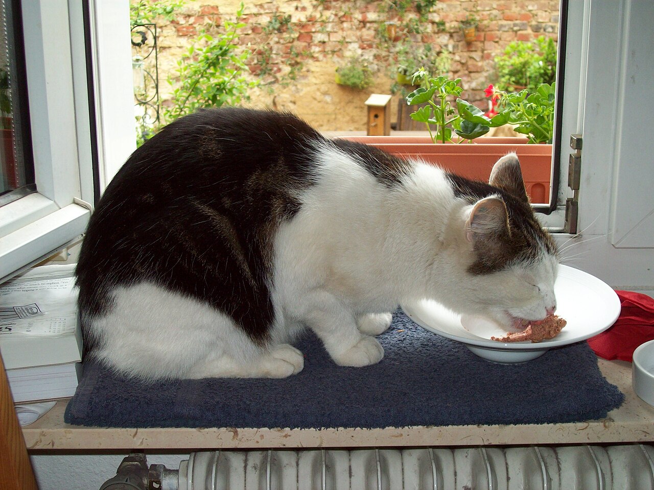浅い皿で食事をしている猫の素材写真
