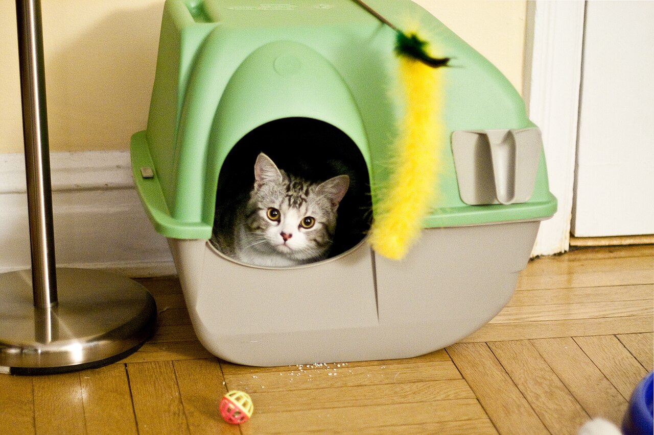 室内の屋根付き猫トイレに入っている猫（素材写真）