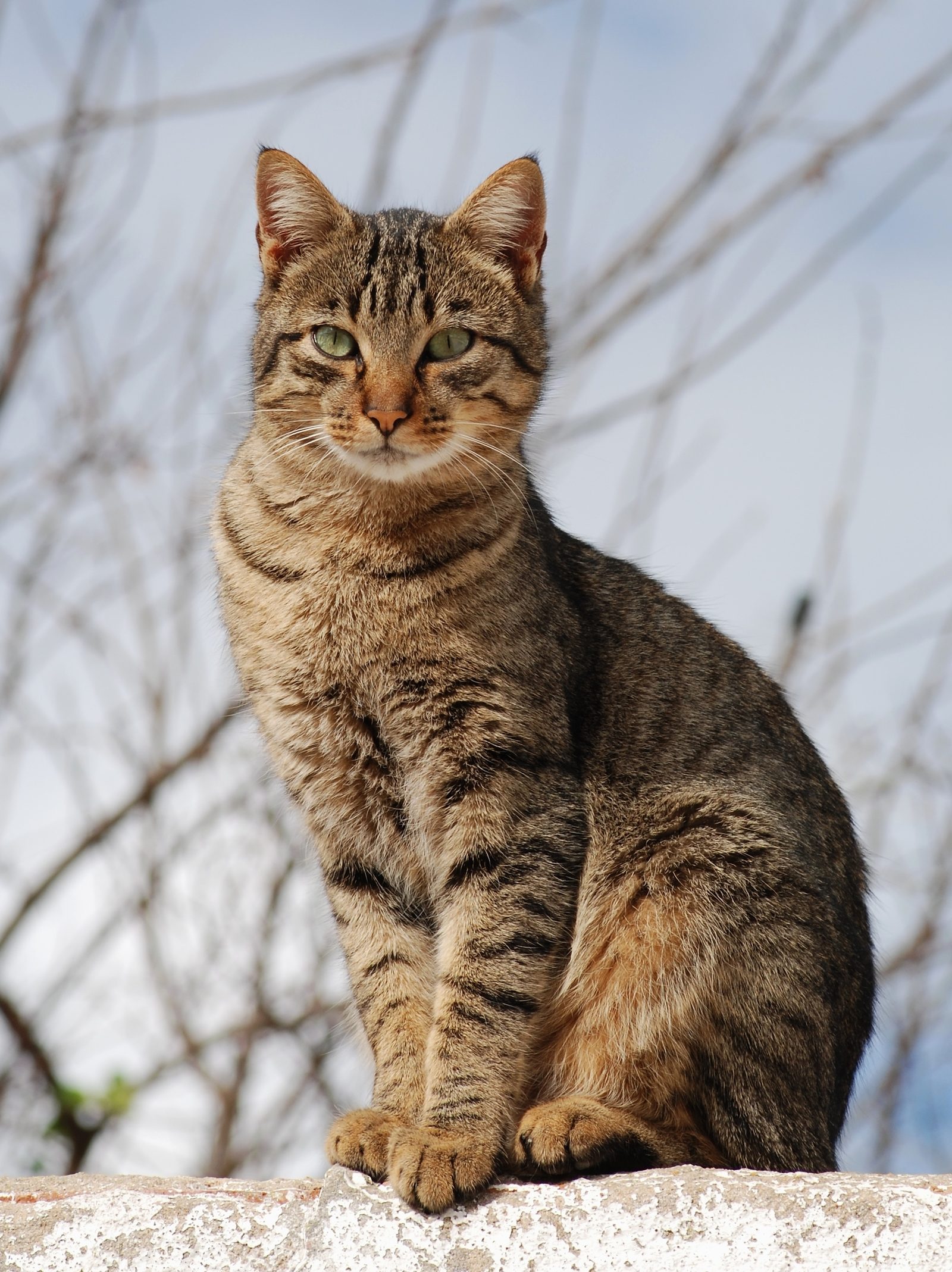 屋外に座るキジトラ猫（素材写真）
