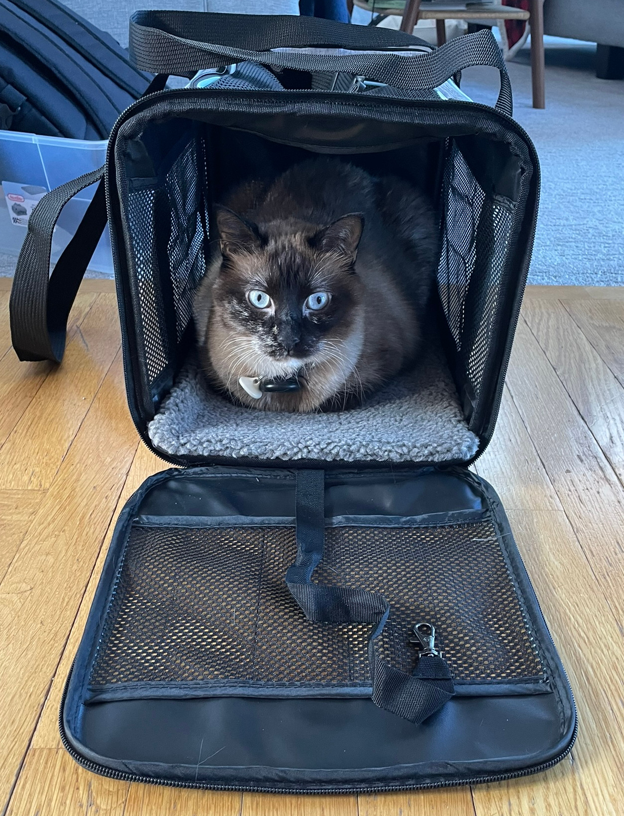 前面を開いた布製キャリーの中にいる猫（素材写真）