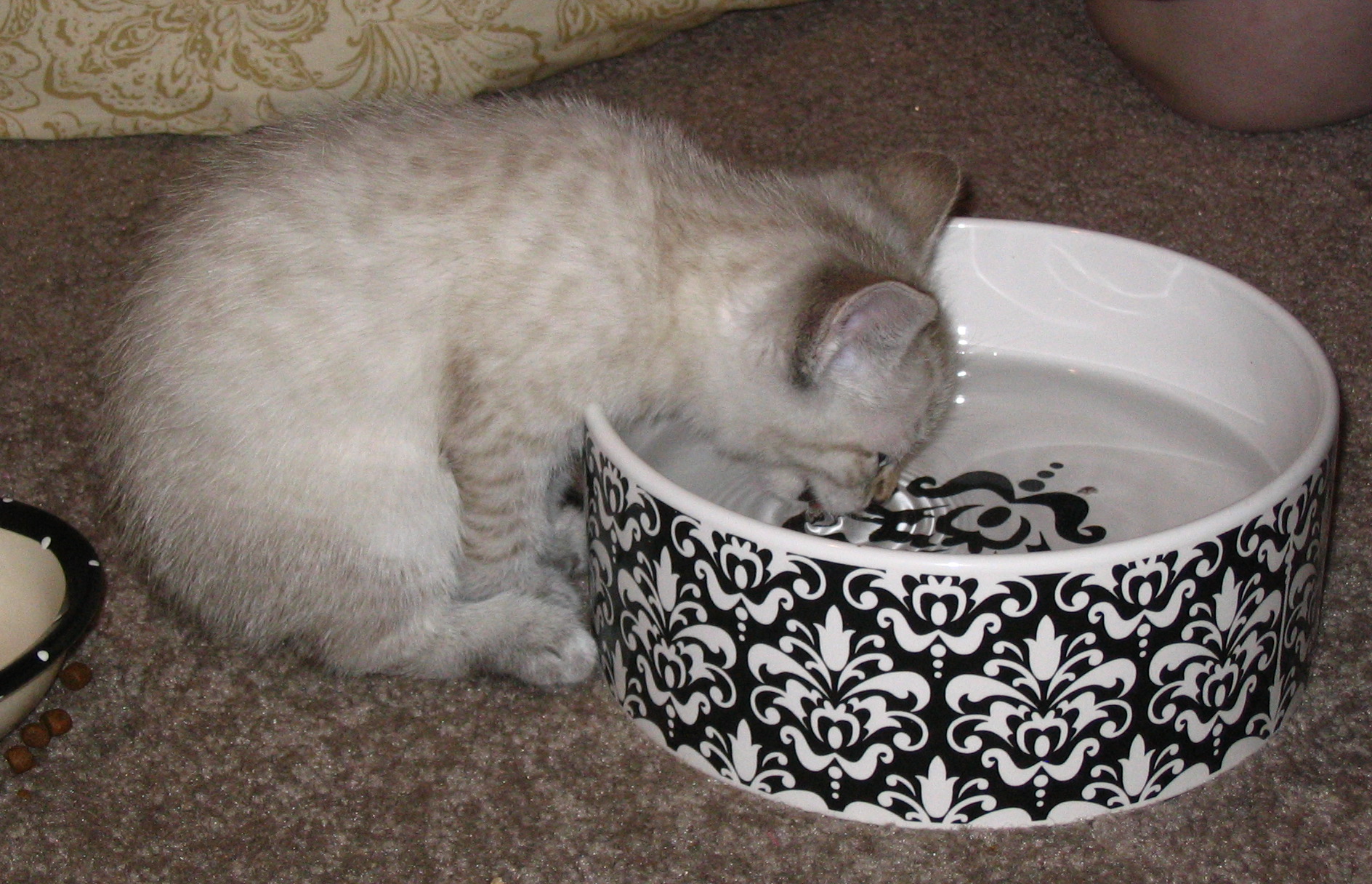 器から水を飲む子猫。器の形を観察するための参考写真