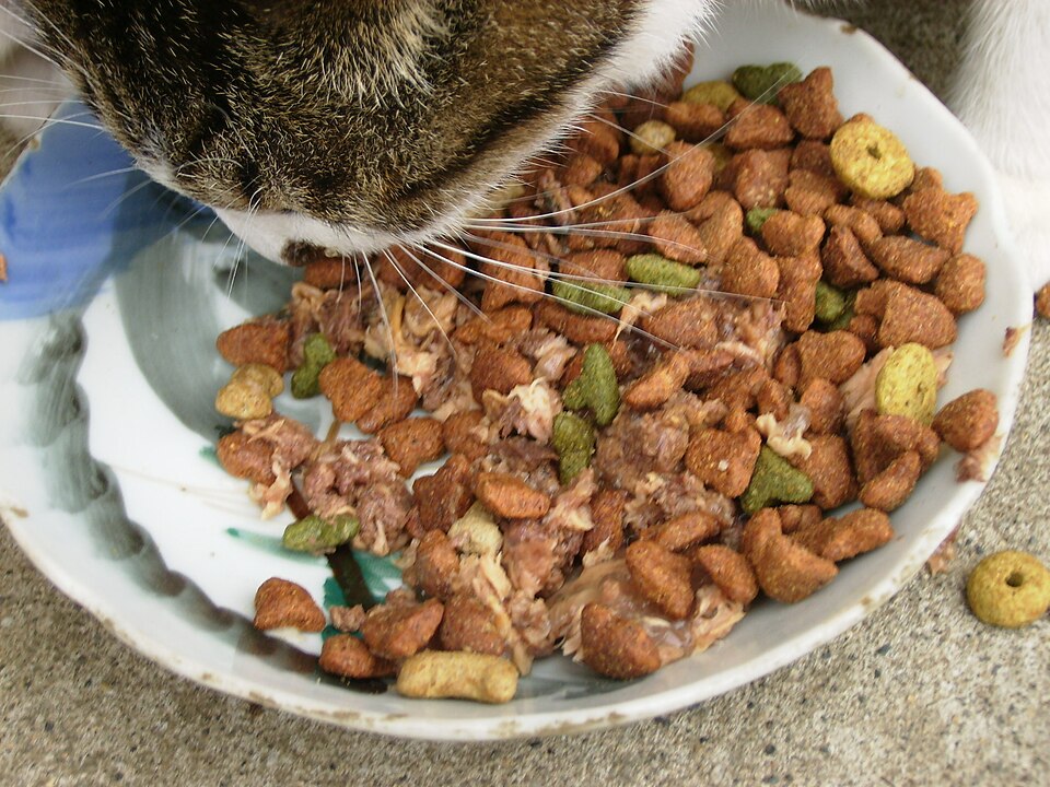 別の低い皿から食べる猫の参考写真。Petioのウッディキャットテーブルや飼い主の猫の写真ではありません
