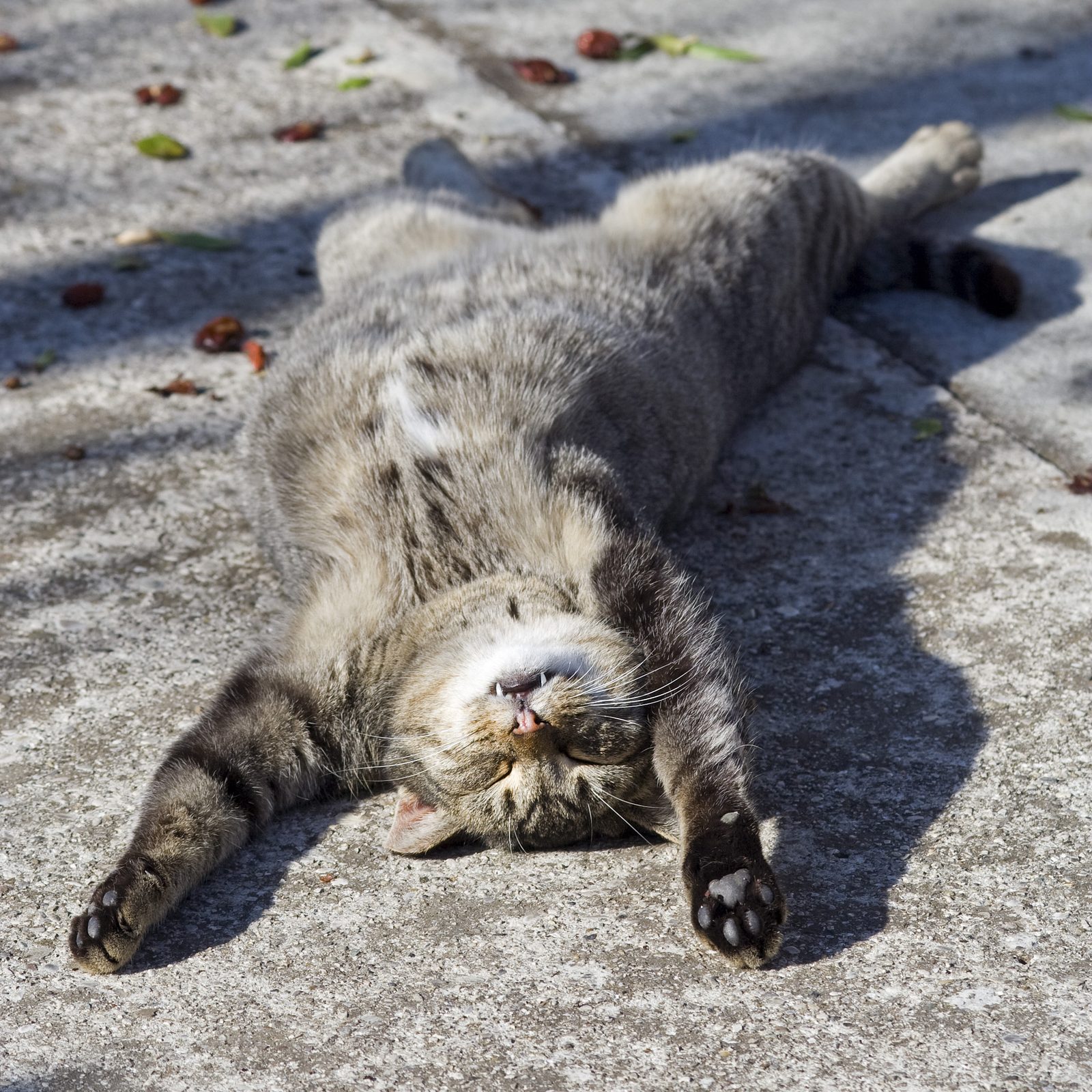 仰向けに寝ている猫（素材写真・屋外での撮影）