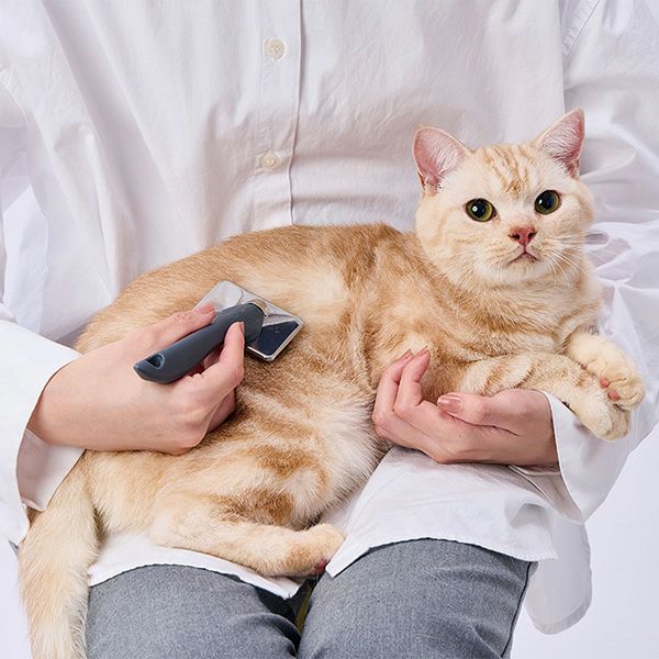 メーカーの猫での使用例。飼い主の実体験写真ではない（Petio掲載）